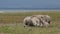 White rhinoceros feeding