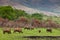 White rhinoceros grazing