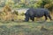 White rhinoceros grazing on creek bank