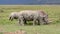 White rhinoceros grazing - Lake Nakuru