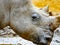 White Rhinoceros head close up