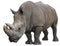 White Rhinoceros isolated over white