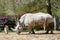 White rhinoceros and Kafue lechwe