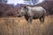 White Rhinoceros, Khama Rhino Sanctuary, Botswana