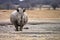 White Rhinoceros, Khama Rhino Sanctuary, Botswana