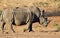 White Rhinoceros, Kruger National Park, South Africa
