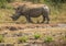 White rhinoceros laying in the mud near a waterhole at the Hluhluwe iMfolozi Park