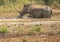 White rhinoceros laying in the mud near a waterhole at the Hluhluwe iMfolozi Park