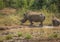 White rhinoceros laying in the mud near a waterhole at the Hluhluwe iMfolozi Park