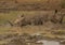 White rhinoceros laying in the mud near a waterhole at the Hluhluwe iMfolozi Park