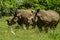 White Rhinoceros and little cattle egret bird symbiotic relationship in a game reserve in South Africa