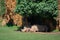 White rhinoceros lying under canopy of leaves