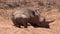 White rhinoceros newborn rhino baby calf standing confusing with its mother sleeping in Africa