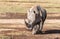 White rhinoceros with oxpecker birds on his back