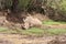White rhinoceros at Pilanesberg Game Reserve, South Africa
