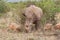 White rhinoceros in the Pilanesberg Game Reserve, South Africa