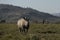 White rhinoceros at Pilanesberg National Park