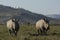 White rhinoceros at Pilanesberg National Park