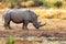 White rhinoceros Pilanesberg, South Africa safari wildlife