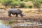 White rhinoceros Pilanesberg, South Africa safari wildlife