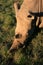 White rhinoceros portrait from above with green grass