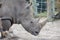 White Rhinoceros Profile