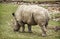 White rhinoceros rear view, animal scene