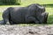 White rhinoceros resting on a grassfield