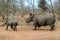 White rhinoceros running in Hlane Royal National Park, Swaziland