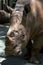 A white rhinoceros at the Singapore Zoo in Singapore.