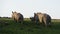 White Rhinoceros, South Africa