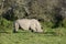 White Rhinoceros, South Africa