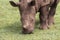 White rhinoceros, square-lipped rhinoceros, Ceratotherium simum. A calf of white rhinoceros in the meadow. Portrait. Animals in