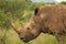 The white rhinoceros or square-lipped rhinoceros Ceratotherium simum portrait