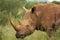 The white rhinoceros or square-lipped rhinoceros Ceratotherium simum portrait