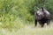 The white rhinoceros or square-lipped rhinoceros Ceratotherium simum is staying in bush. Big male in national park