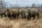 White rhinoceros or square-lipped rhinoceros in Hlane Royal National Park, Swaziland