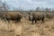 White rhinoceros or square-lipped rhinoceros in Hlane Royal National Park, Swaziland