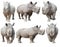 White rhinoceros, square-lipped rhinoceros isolated