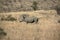 White rhinoceros standing at Pilanesberg National Park