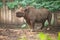 A white rhinoceros stands on the ground with mud on its body in zoo