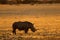 White rhinoceros at sunset - South Africa