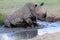 White rhinoceros taking a bath