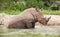 White rhinoceros taking bath in pond.