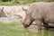 White rhinoceros taking bath in pond.