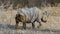 White Rhinoceros walking in front of our car in Etosha, Namibia.