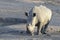 White rhinoceros walking near waterhole
