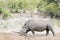 White rhinoceros walking on savannah