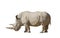 White rhinoceros on a white background