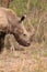 White rhinoceros young in the wilderness